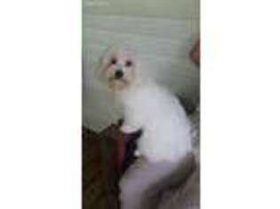 Coton de Tulear Puppy for sale in Horse Branch, KY, USA