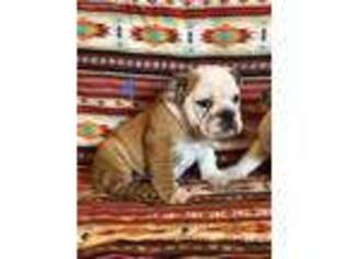 Bulldog Puppy for sale in Stillwater, OK, USA