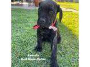 Cane Corso Puppy for sale in Perris, CA, USA