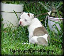 American Bulldog Puppy for sale in MIAMI, FL, USA