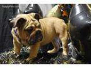 Bulldog Puppy for sale in Rockholds, KY, USA