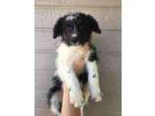 Border Collie Puppy for sale in San Jose, CA, USA
