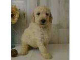 Goldendoodle Puppy for sale in Tuscola, IL, USA