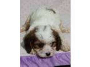Cavachon Puppy for sale in Phenix, VA, USA