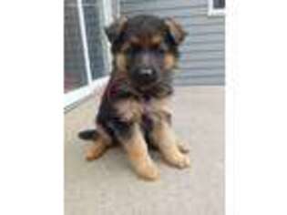 German Shepherd Dog Puppy for sale in Rock Valley, IA, USA