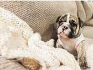 Bulldog Puppy for sale in Longview, TX, USA