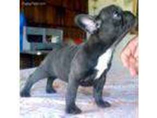 French Bulldog Puppy for sale in Fowler, CA, USA