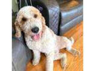Goldendoodle Puppy for sale in Brooklyn, CT, USA
