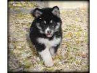 Alaskan Malamute Puppy for sale in Crescent Valley, NV, USA