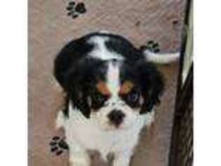 Cavalier King Charles Spaniel Puppy for sale in Lacombe, LA, USA