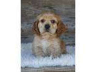 Cocker Spaniel Puppy for sale in Memphis, MO, USA