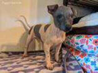 American Hairless Terrier Puppy for sale in Marion, VA, USA