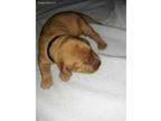 Golden Retriever Puppy for sale in Lamberton, MN, USA