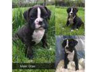 Boxer Puppy for sale in Brookings, SD, USA