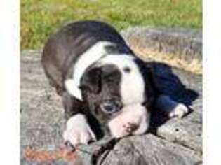 Boston Terrier Puppy for sale in Marshfield, MO, USA
