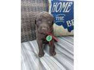 Chesapeake Bay Retriever Puppy for sale in Kinmundy, IL, USA