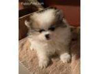 Pomeranian Puppy for sale in Maben, MS, USA