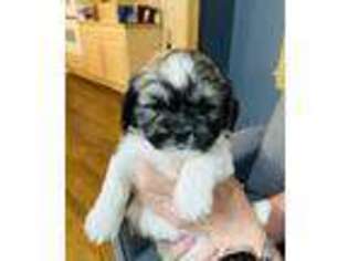 Mutt Puppy for sale in Hampshire, IL, USA