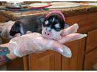 Alaskan Malamute Puppy for sale in Paso Robles, CA, USA
