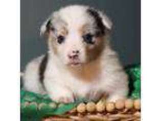 Cardigan Welsh Corgi Puppy for sale in Chetopa, KS, USA