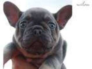 French Bulldog Puppy for sale in Cardiff, , United Kingdom