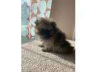 Pomeranian Puppy for sale in Thayer, MO, USA