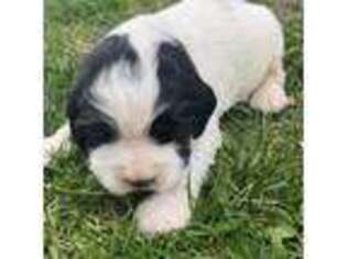 English Springer Spaniel Puppy for sale in Townsend, MT, USA
