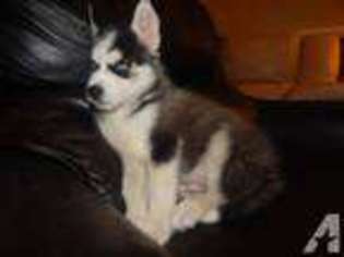 Siberian Husky Puppy for sale in FREDERICK, MD, USA