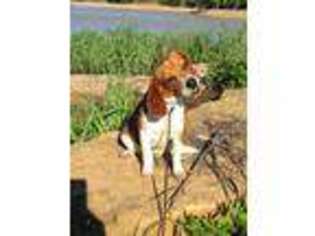Beagle Puppy for sale in Lipan, TX, USA