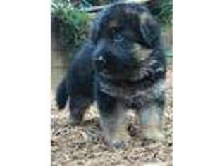 German Shepherd Dog Puppy for sale in Roswell, GA, USA