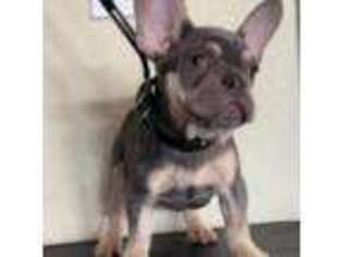 French Bulldog Puppy for sale in Livermore, CA, USA