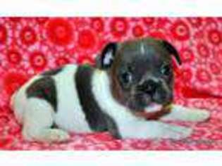 French Bulldog Puppy for sale in FARMERSVILLE, TX, USA