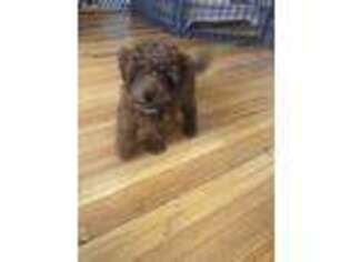 Goldendoodle Puppy for sale in Orchard Park, NY, USA