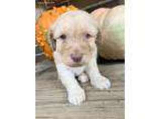 Mutt Puppy for sale in Joshua, TX, USA
