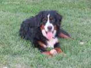 Bernese Mountain Dog Puppy for sale in Rubicon, WI, USA