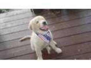 Mutt Puppy for sale in Necedah, WI, USA