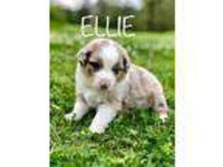 Australian Shepherd Puppy for sale in Pine Bluff, AR, USA