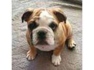 Bulldog Puppy for sale in Edgewood, MD, USA