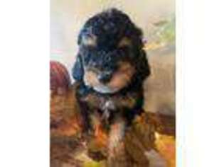 Mutt Puppy for sale in Neola, UT, USA