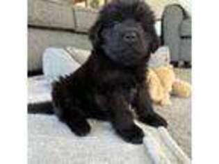 Newfoundland Puppy for sale in Winesburg, OH, USA