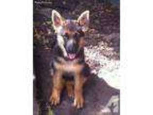 German Shepherd Dog Puppy for sale in PLEASANTON, CA, USA