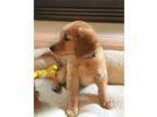Golden Retriever Puppy for sale in Menasha, WI, USA