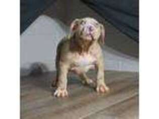 Mutt Puppy for sale in Latrobe, PA, USA