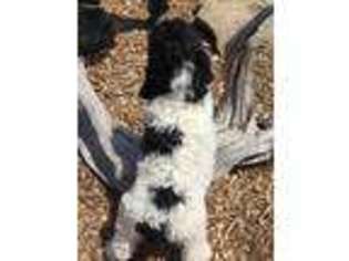 Mutt Puppy for sale in Cushing, OK, USA