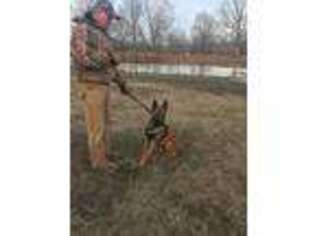 Belgian Malinois Puppy for sale in Benton, KY, USA