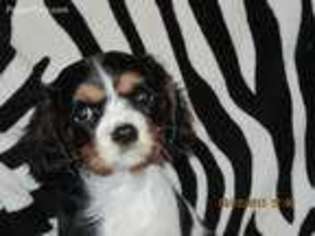 Cavalier King Charles Spaniel Puppy for sale in Phillipsburg, MO, USA