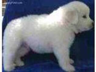 Great Pyrenees Puppy for sale in Brillion, WI, USA