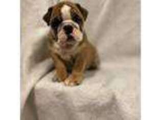 Bulldog Puppy for sale in Whitehall, MI, USA