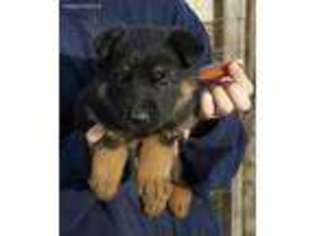 German Shepherd Dog Puppy for sale in Wilson, NC, USA