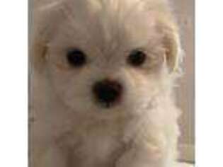 Maltese Puppy for sale in Port Saint Lucie, FL, USA